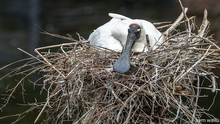 The black-faced spoonbill