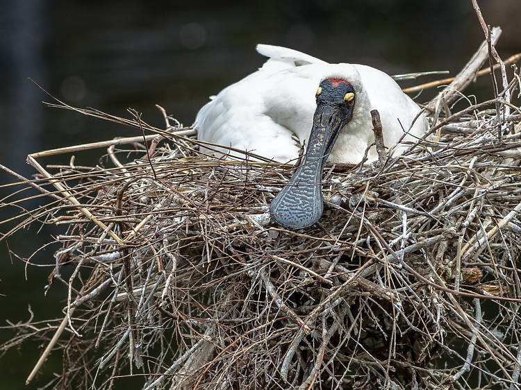 The black-faced spoonbill