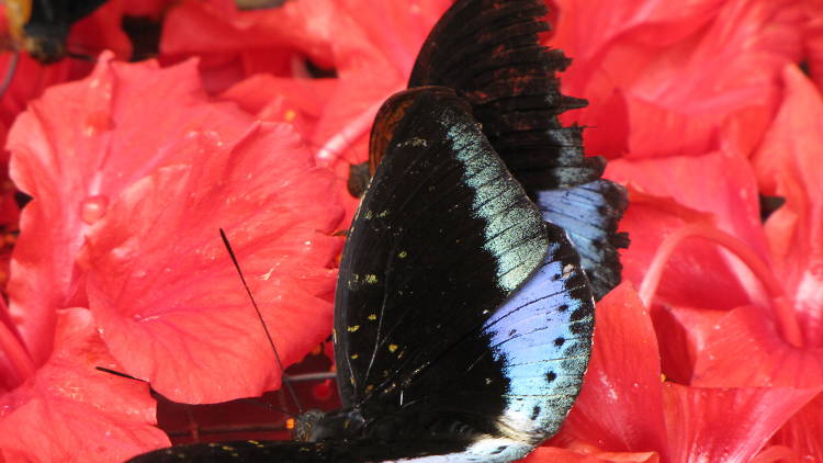 Archduke Butterfly