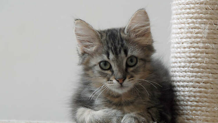 Meet cute pet shop kittens