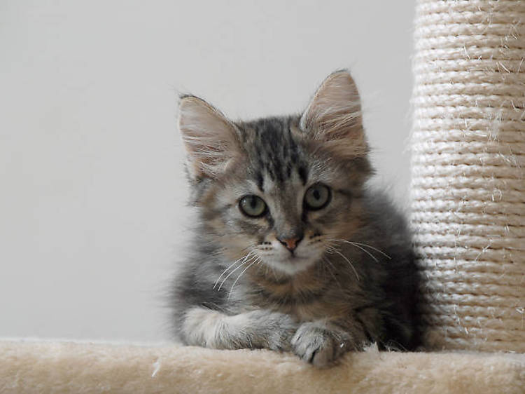 Meet cute pet shop kittens