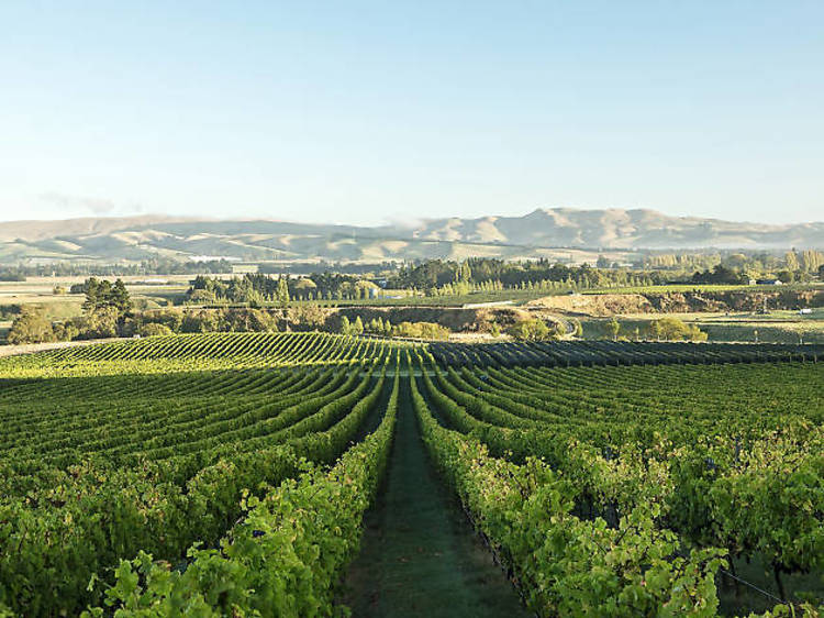 North Canterbury wine region