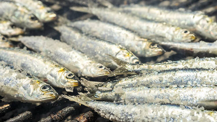 Sardines