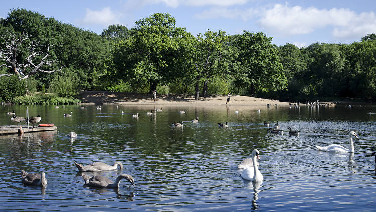 Hollow Ponds