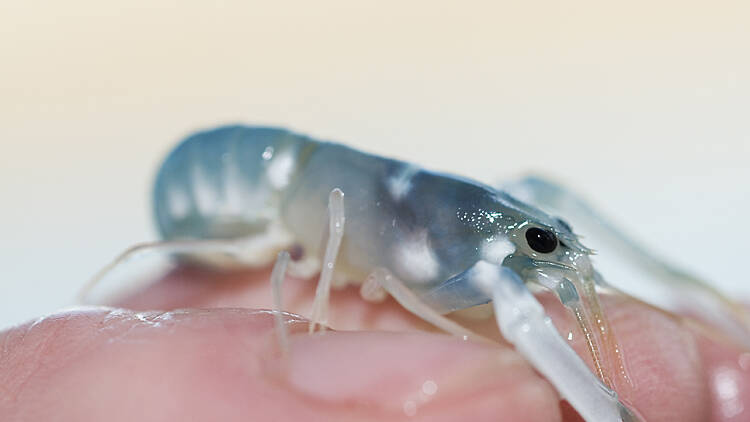 The National Lobster Hatchery