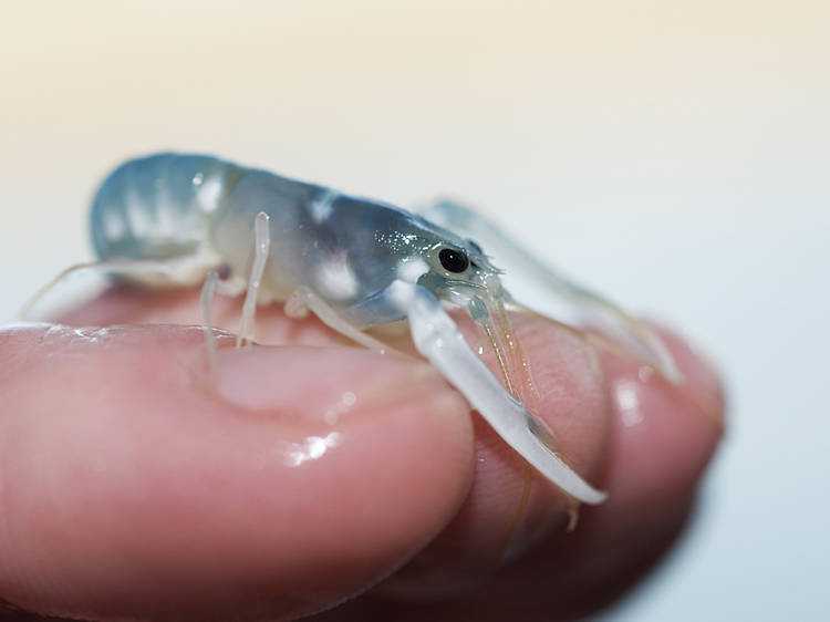 The National Lobster Hatchery