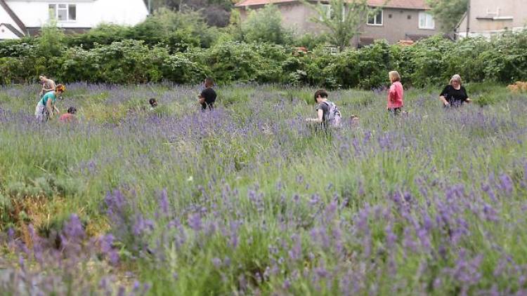 Carshalton Lavender Community Harvest