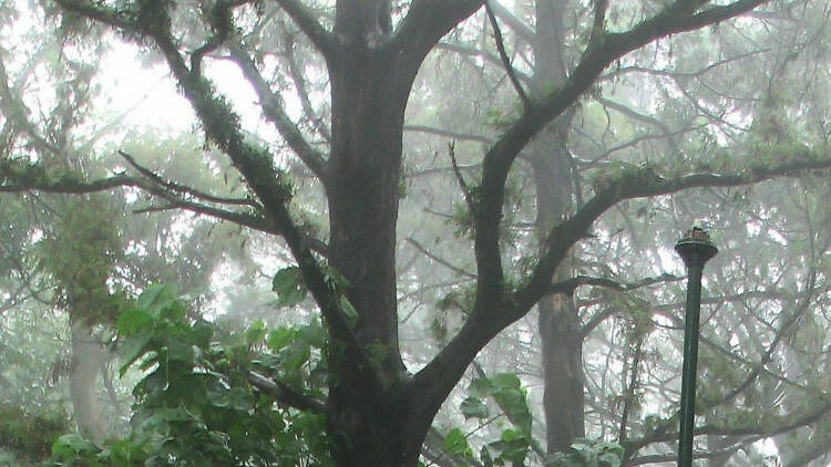 Nandi Hills