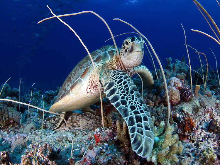 Diving in Pulau Sipadan