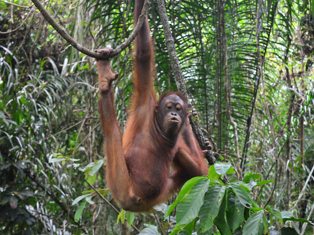 Sepilok Orangutan Rehabilitation Centre