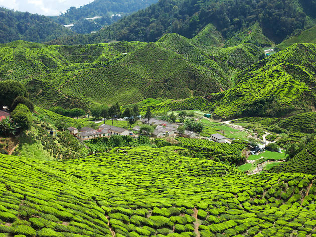 Cameron Highlands