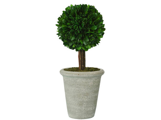 Smith & Hawken Boxwood Topiary Smith & Hawken Boxwood Topiary