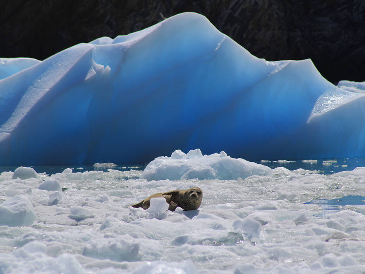 Tracy Arm Fjord