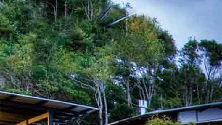 Stay at O’Reilly’s Rainforest Retreat