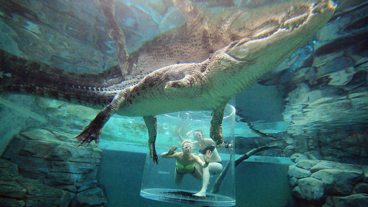 Crocosaurus Cove