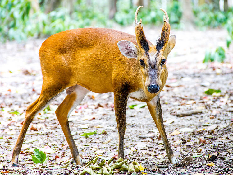 Phnom Tamao Wildlife Rescue Centre