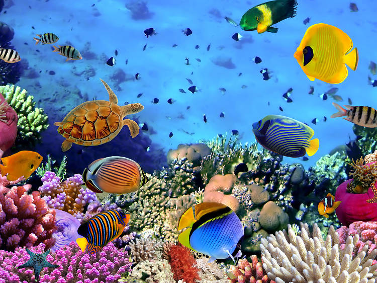 Great Barrier Reef