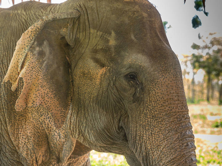 Green Elephant Sanctuary Park