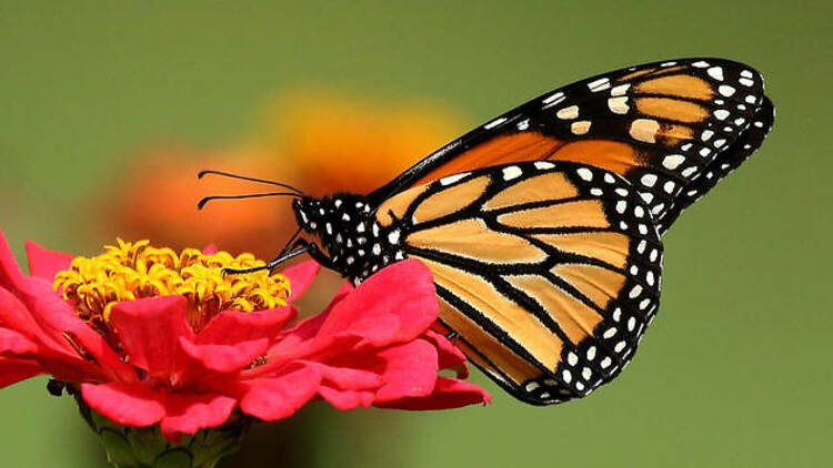 Butterfly and Insect World