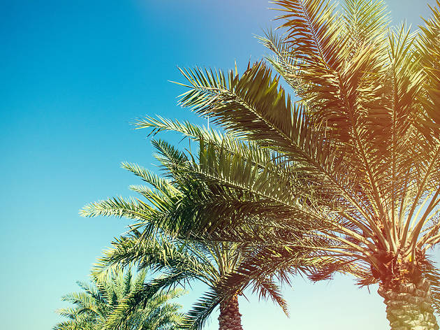 Palm trees Palm trees