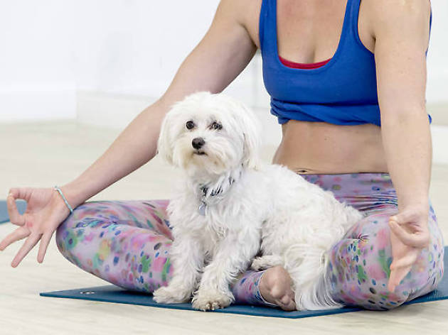 dog yoga dog yoga