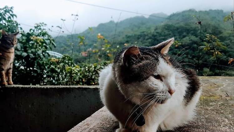 Houtong Cat Village