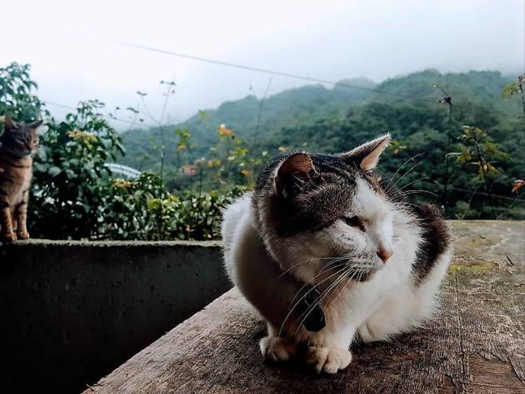 Houtong Cat Village