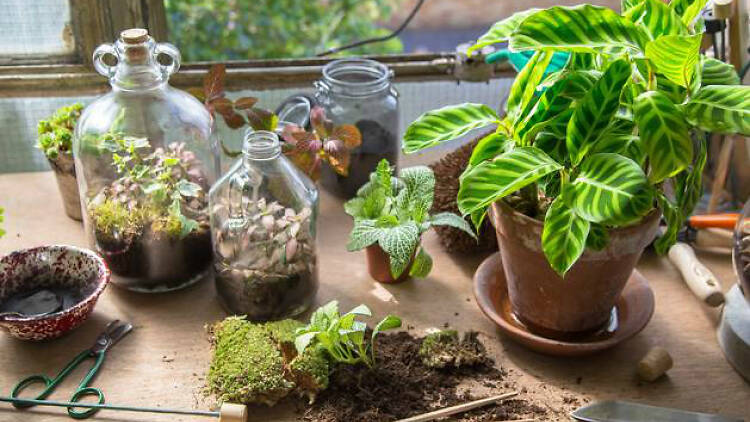 London Terrariums