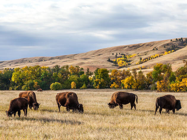 Custer State Park, eitw Custer State Park, eitw