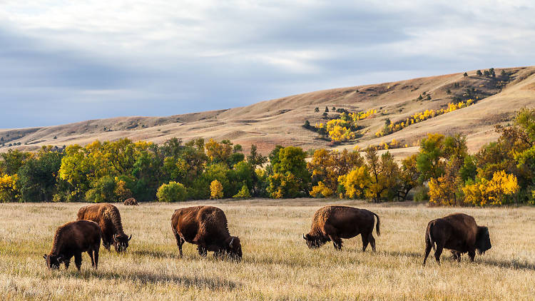 The 12 best things to do in South Dakota