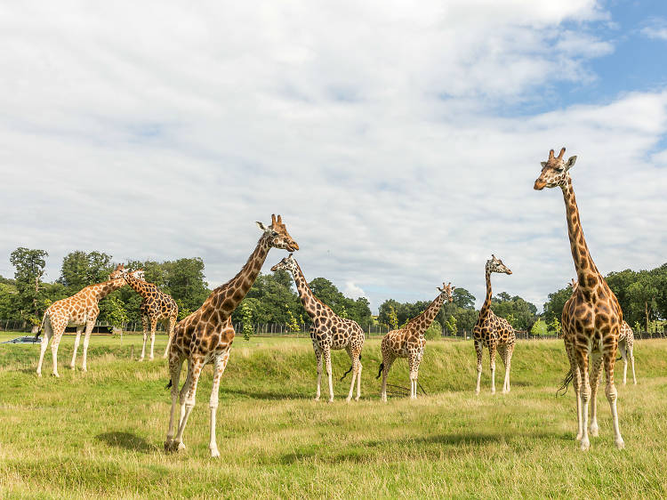 Woburn Safari, Bedfordshire 