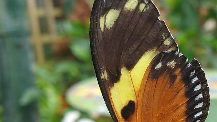 Butterfly Farm, Warwickshire 