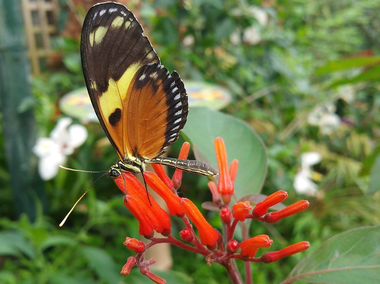 Butterfly Farm, Warwickshire 