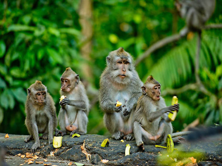 Ubud Monkey Forest 