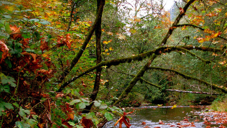 Goldstream Nature House