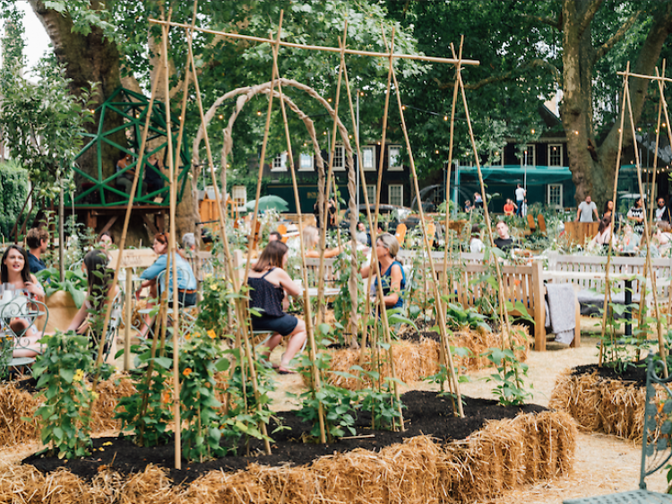 beautiful allotment