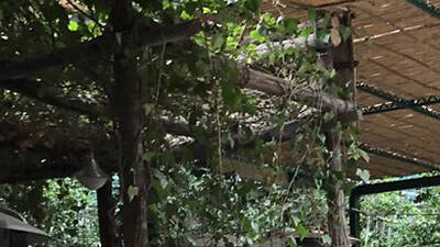 'O Parrucchiano 'O Parrucchiano