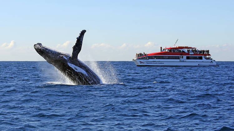 Whale jumps in front of cruise vessel. 