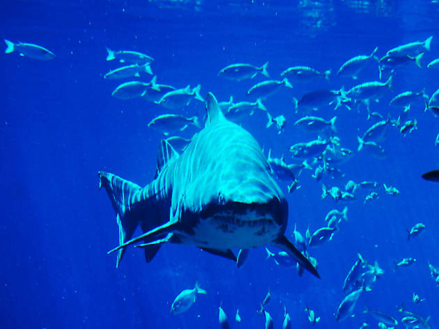 THE 10 BEST THINGS TO DO IN DURBAN intelligence overview