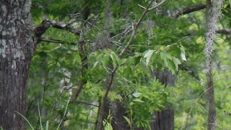 Pascagoula River Audubon Center