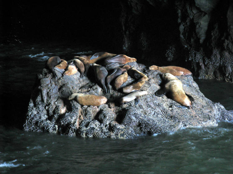 Sea Lion Caves