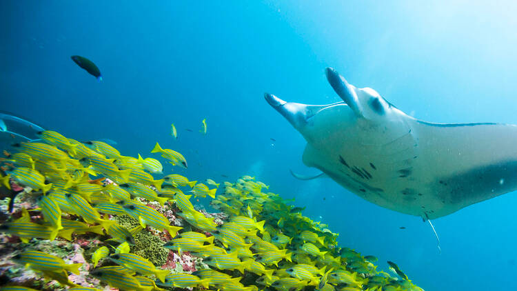  Go on a manta ray expedition in the Maldives