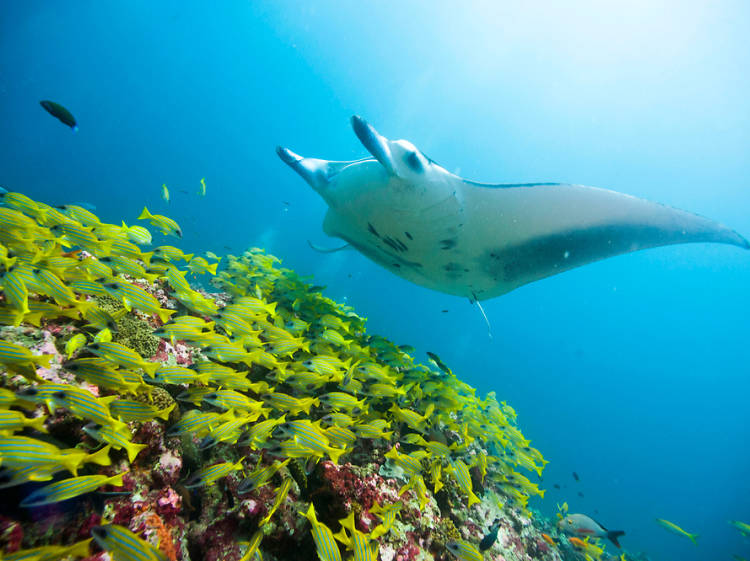  Go on a manta ray expedition in the Maldives