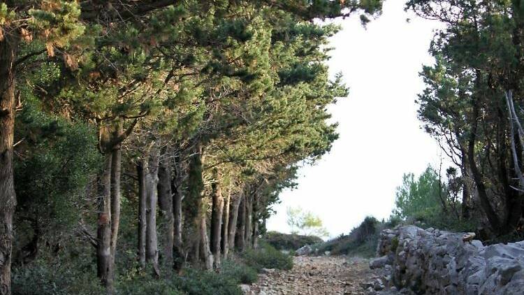 Trek through historic forest