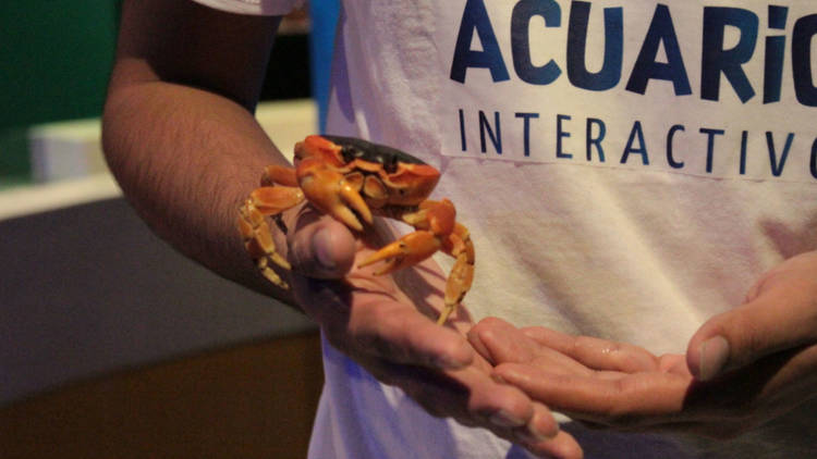 Acuario Interactivo (Foto: Raúl Fernández)