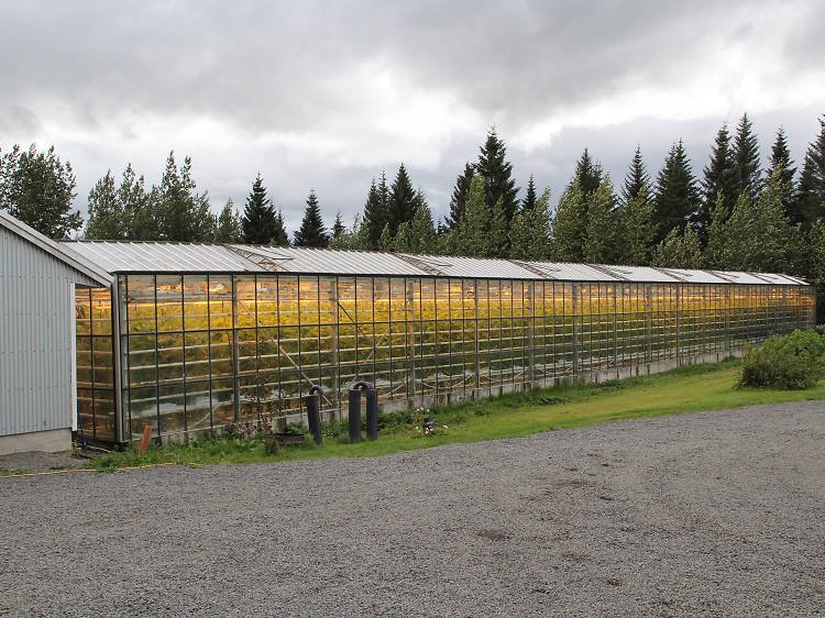 Have lunch inside tomato-filled greenhouse Friðheimar Tomato