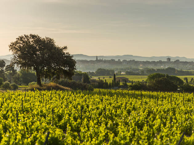 Celler família Torres Celler família Torres