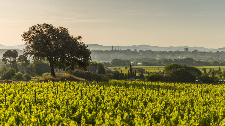 Celler família Torres