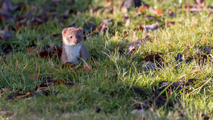 Elm Park: The Chase Nature Reserve