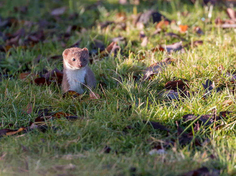 Elm Park: The Chase Nature Reserve